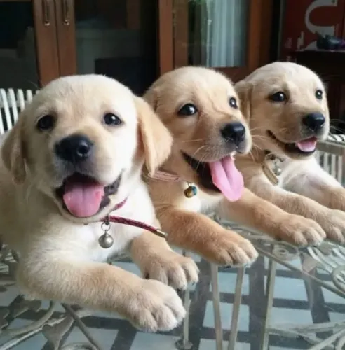 Labrador Um companheiro atento aos detalhes do dia