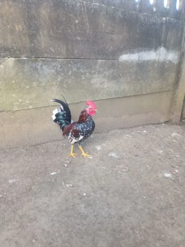 Vendo galo Galizé 