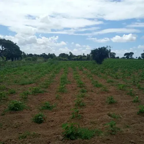 Granja com 6 hectares no cobe município de vera cruz