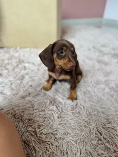 Filhote de dachshund (salsicha) fêmea chocolate