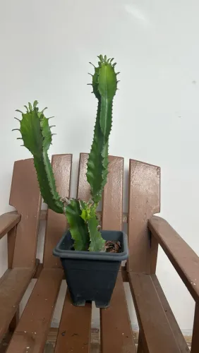 Cactos