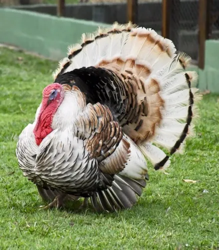Peru