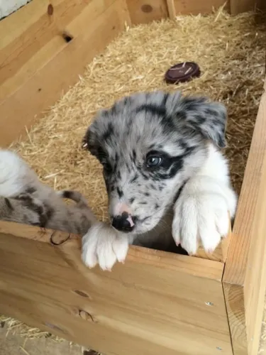Border Collie Filhote com Vacinas Atualizadas