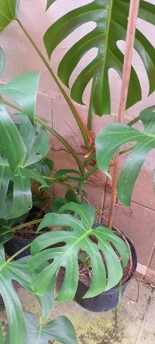 Plantas para jardim