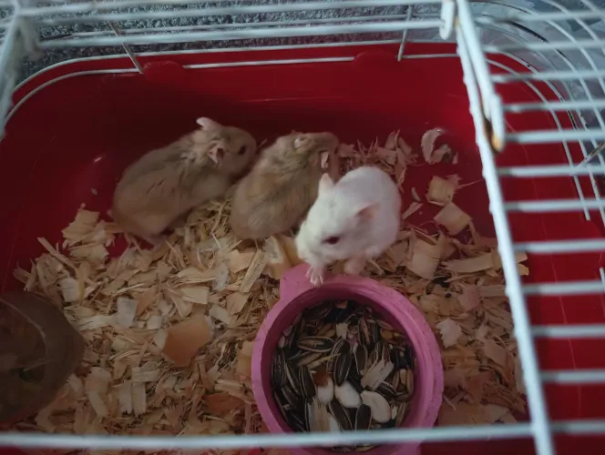 Hamster anão russo vendo somente acima de 2