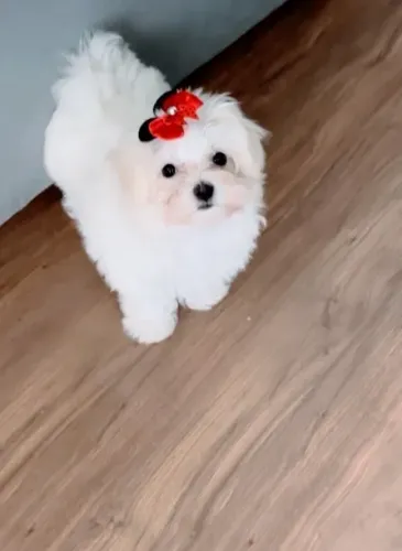 Maltês fêmea