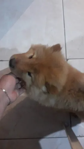 Chow chows lindos