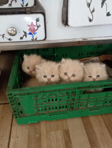 Filhote de gato persa com 60 dias 2 macho e 2 femea 