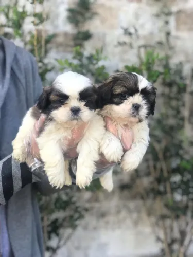 Pequenos príncipes e princesinhas de Shih Tzu