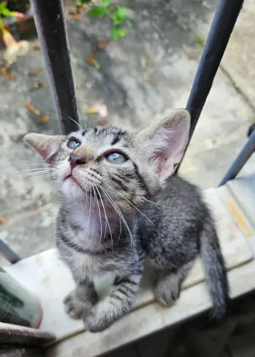Doação de gato