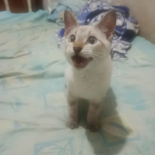 Doação de um gatinho lindinho