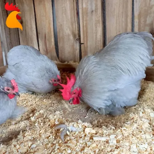Ovos Galados Mini Cochin Lavanda (dúzia)