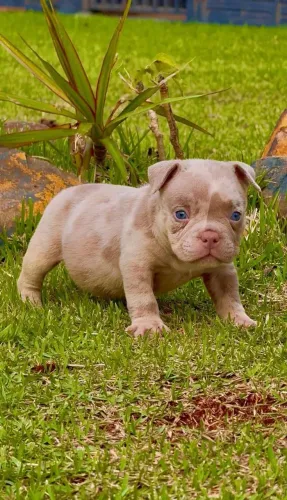 American Bully, filhotes Micro de coloração Exótica, Canil O'malley Bull's 