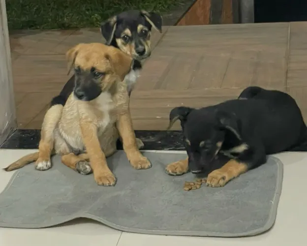 ? FILHOTES DE CACHORRO PARA ADOÇÃO RESPONSÁVEL! ?