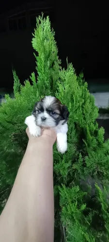 Femeazinha de shihtzu mini com pedigree opcional