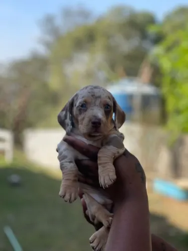 Dachshund Chocolate | Seu novo melhor amigo está te esperando 