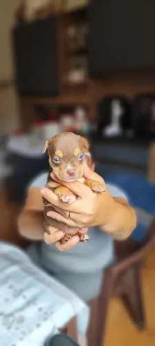 Filhote American Bully fêmea