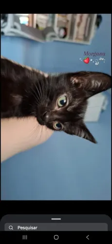 Gata filhote com 2 meses