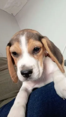 Beagle Conheça este filhotinho e consulte as condições