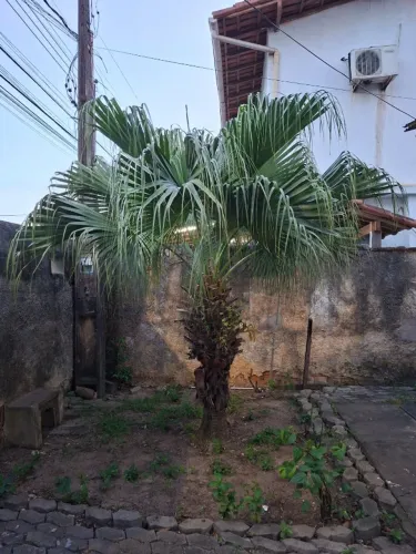 Palmeira adulta