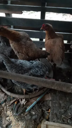 Vende-se 8 galinhas e um galo caipira