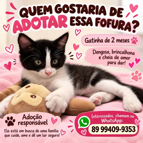 Gatinha de dois meses para adoção