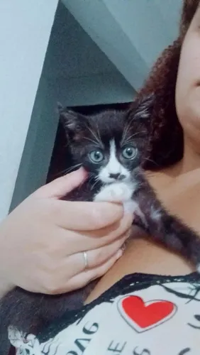 Gatinho macho frajola