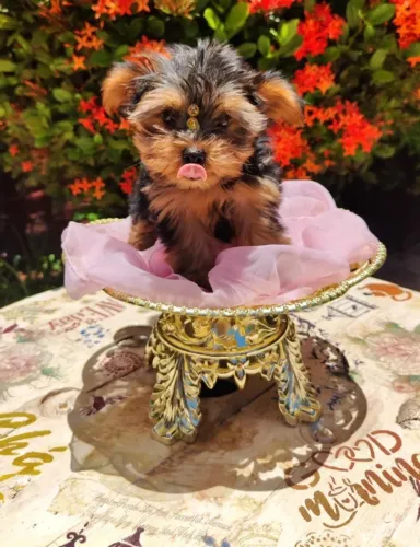 Yorkshire Terrier,Yorkshire Terrier Filhote Top Padrão da Raça
