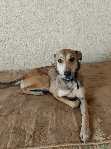 Cachorra adulta para adoção