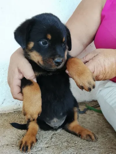 FILHOTES DE ROTTWEILER PURO