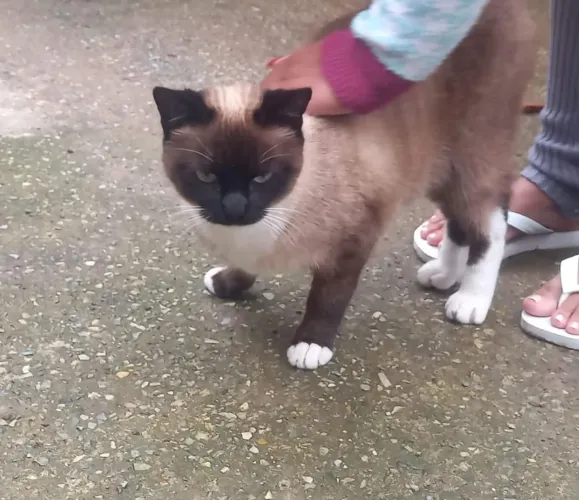 Gato doação responsável 