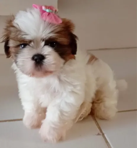 Filhote de shih tzu 