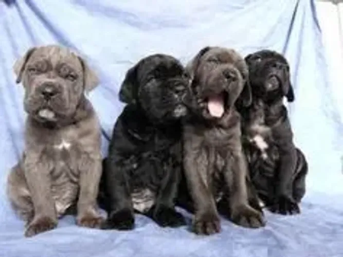 Cane Corso
