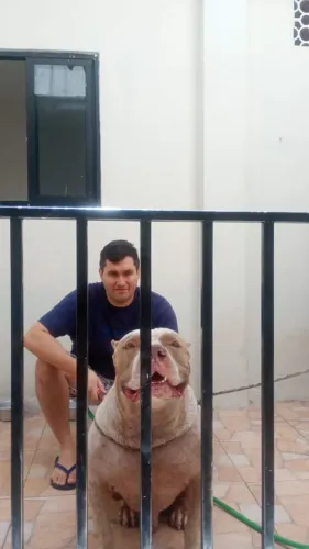 Pit Monster (Brazilian bull)