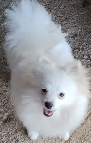 Lulu fêmea toda branca