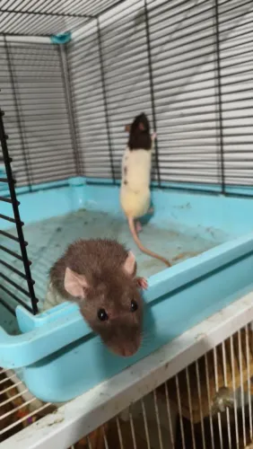 Rato Twister