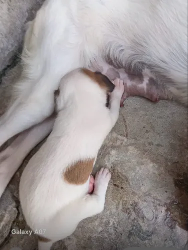 Doa-se três cachorros dois macho e uma fêmea