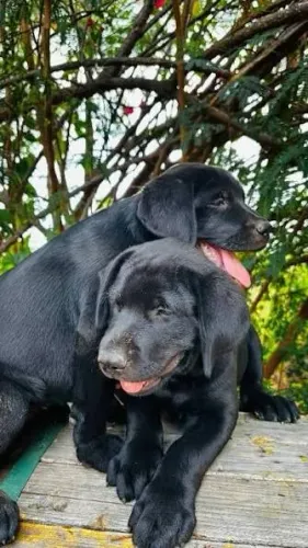 Labrador filhotes pretos