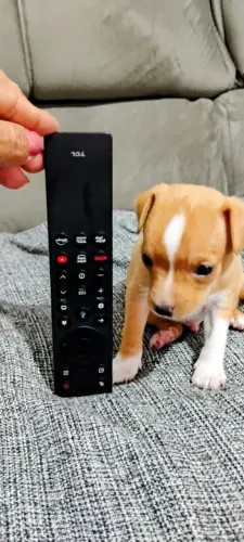 Pincher