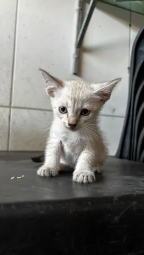 Gatas pra adoção
