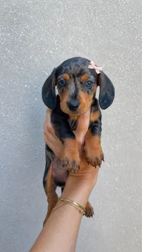 Dachshund Salsichinha mini e kaninchen