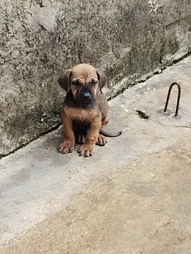 FILHOTE DE FILA BRASILEIRO 