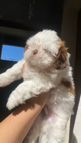 Filhote de shih tzu macho (Olhos Claros)