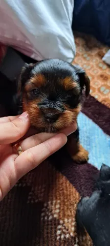 Yorkshire terrier