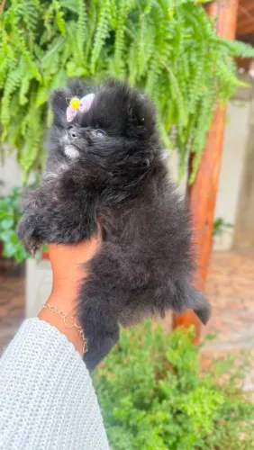 Lulu da Pomerânia fofo