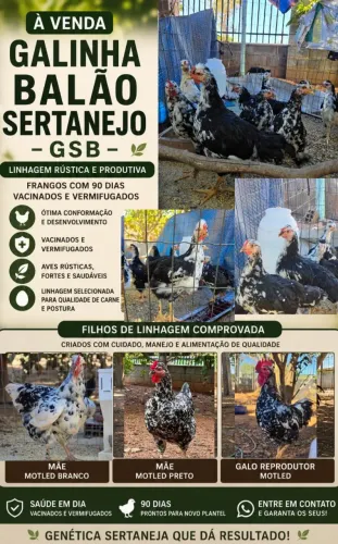 Galinha Balão Sertanejo GSB