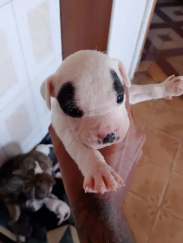 American bully