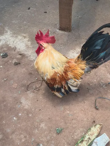 Vendo casal mini garnizé