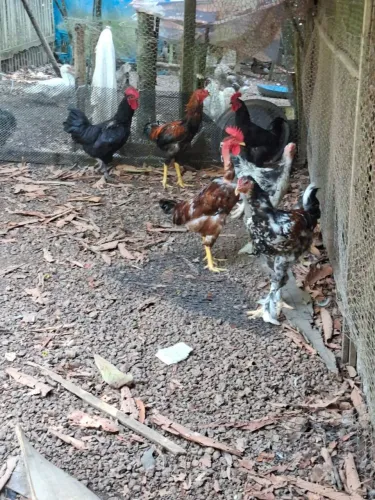 Vendo Galinhas e Galos