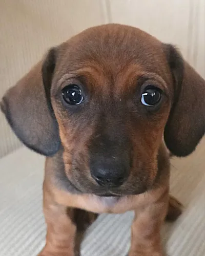 Dachshund, Basset, Salsichinha, Teckel, Linguicinha, Mofadinho, Arlequim Filhote